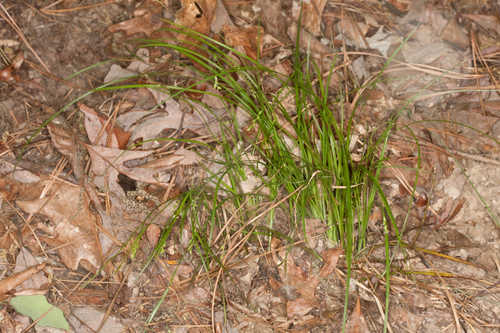 Carex digitalis var. macropoda #6